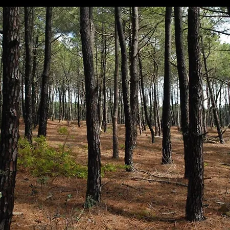Dağ evi Chalet*** Confort A 5 Km De La Bias (Landes)