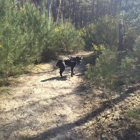 Chalet*** Confort A 5 Km De La * Bias (Landes)